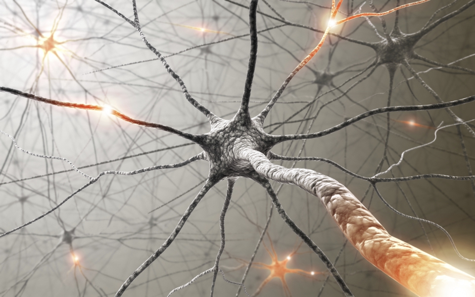 Nervous system neurons full size
