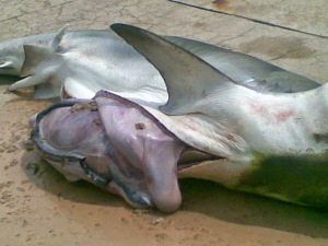 Real mermaid body found in shark 960X720 jpeg