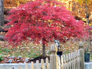 Japanese red maple tree 640X480 jpeg
