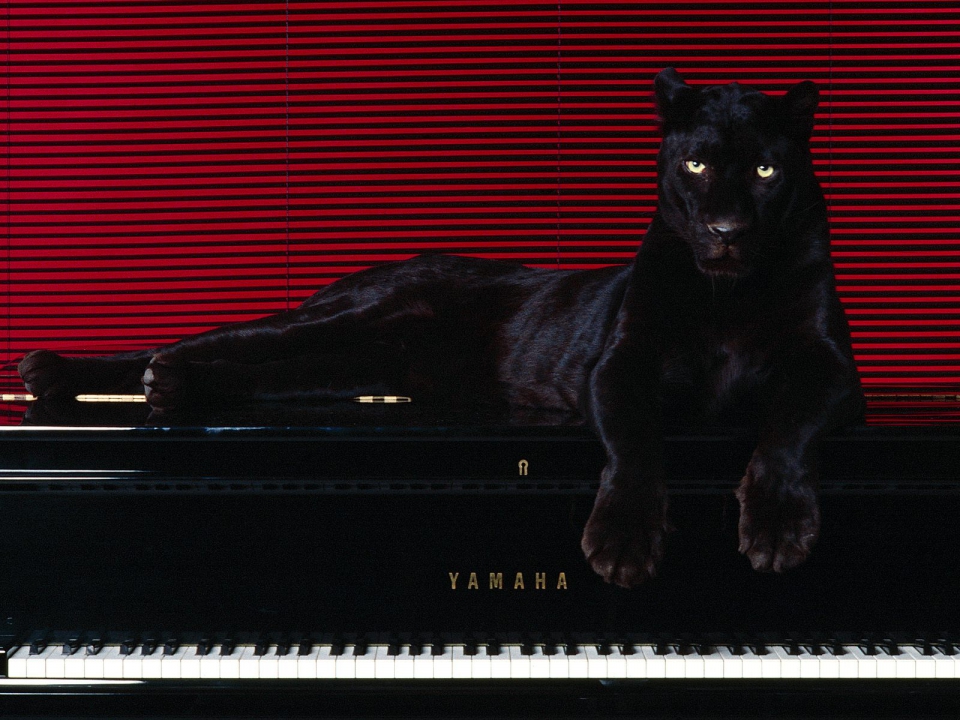 Black panther on piano full size