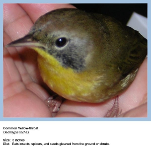 Brown bird with yellow breast 600X600 jpeg