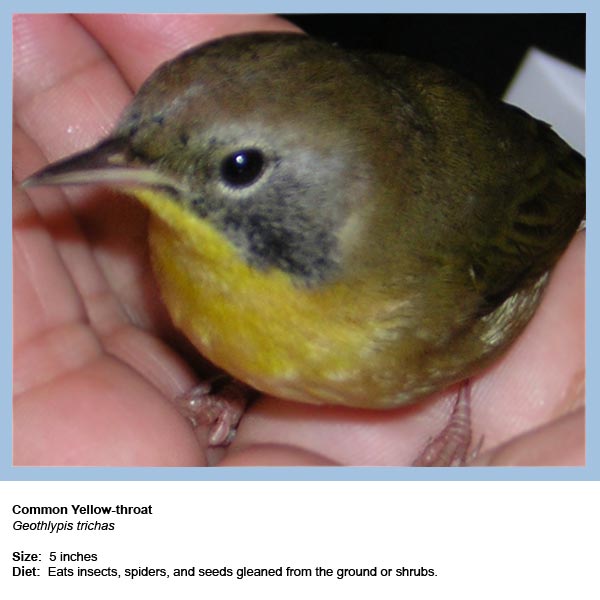 Brown bird with yellow breast full size