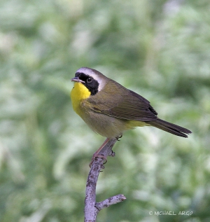 Common yellow throated warbler 708X750 jpeg