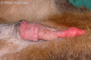 Spots on penis shaft 750X494 jpeg
