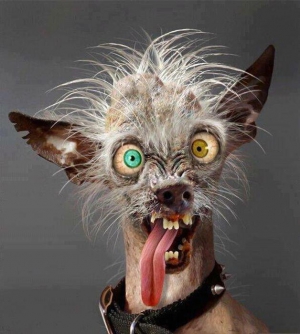 Ugly dogs 628X700 jpeg
