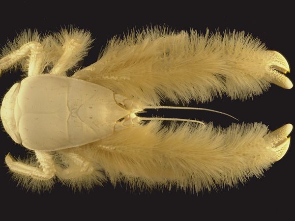 Yeti crab full size