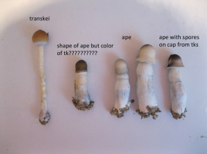 Albino penis envy mushroom 960X719 jpeg