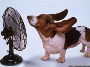 Funny basset hound 960X720 jpeg