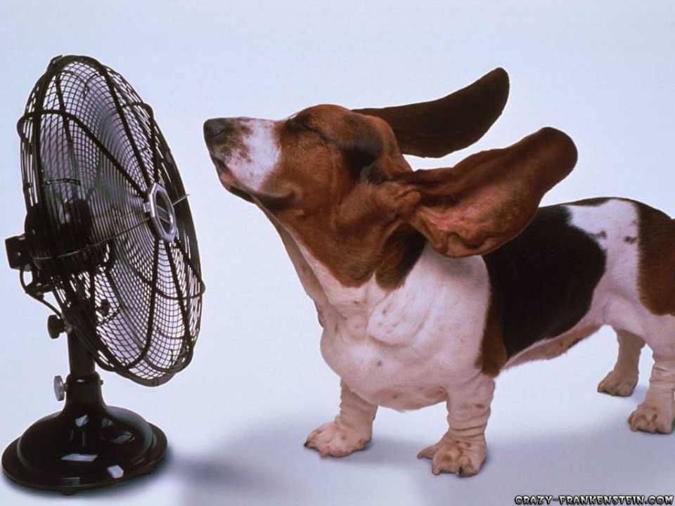Funny basset hound full size