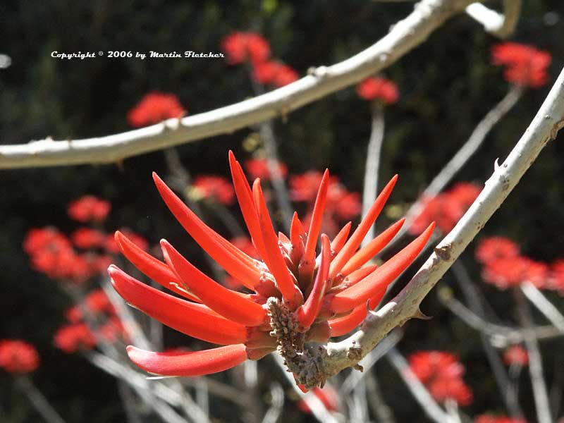 Erythrina coralloides full size