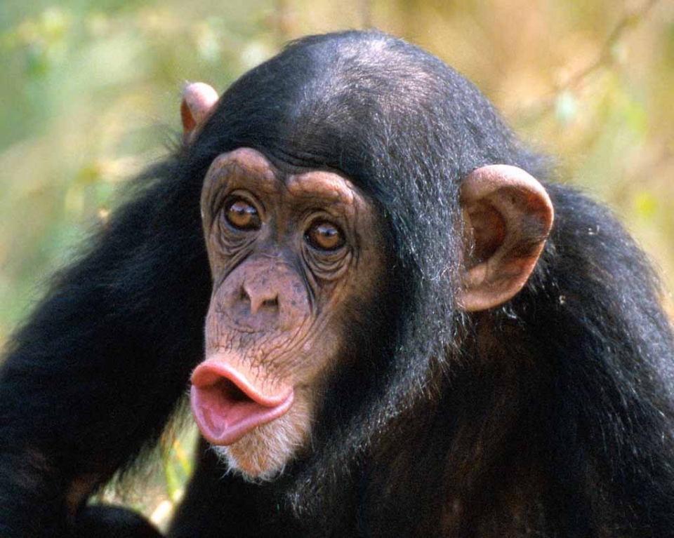 Chimpanzees full size