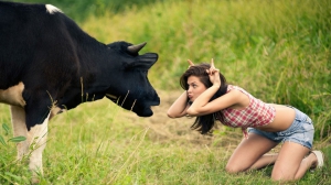 Funny cow 960X540 jpeg