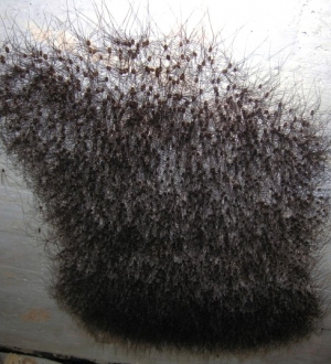 Shaving pubic hair 489X538 jpeg