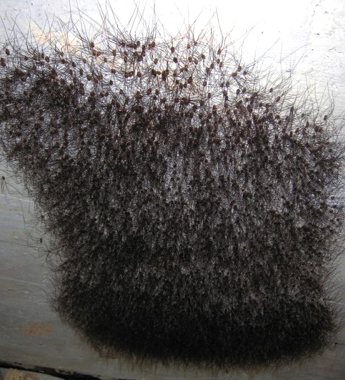 Shaving pubic hair full size