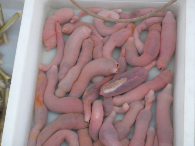 Penis fish full size
