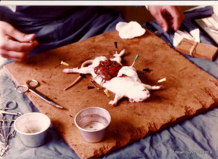 Animal testing research full size