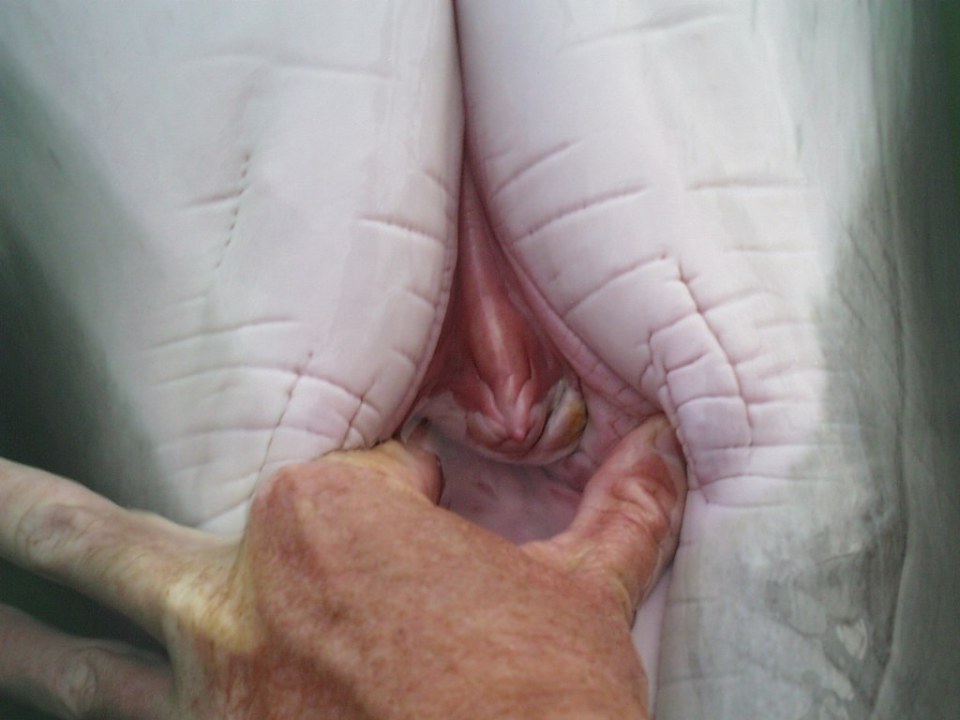 Dolphin vagina porn full size