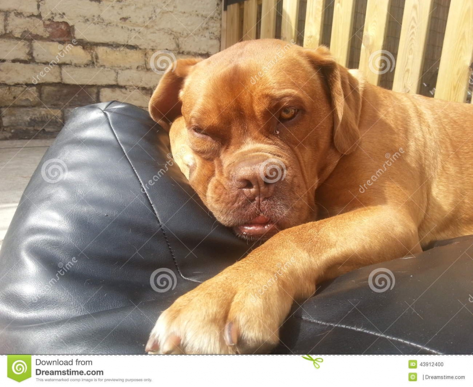 Grumpy looking dogs full size