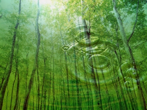 Nature desktop 960X720 jpeg