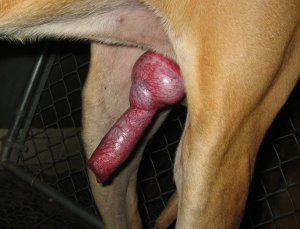 Huge dog cock knot 685X525 jpeg
