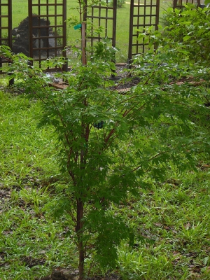 Coral bark japanese maple map 480X640 jpeg