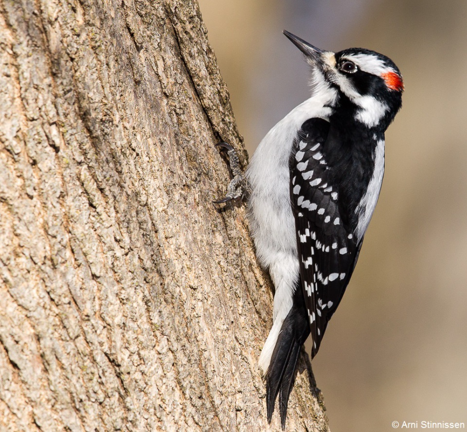 Hairy woodpeckers full size