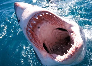 Great white shark attack 600X432 jpeg
