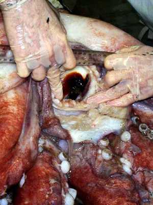 Giant squid 480X640 jpeg