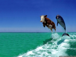 Funny animals 960X720 jpeg
