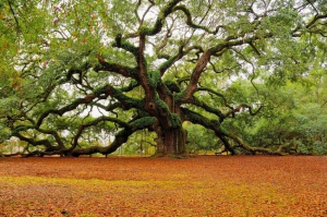 Angel oak tree charleston south carolina 850X564 jpeg