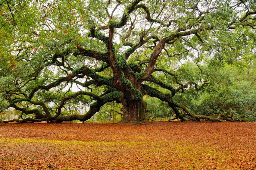 Angel oak tree charleston south carolina full size