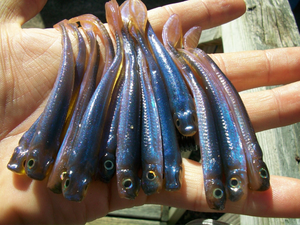 Paul krew custom baits hand poured full size