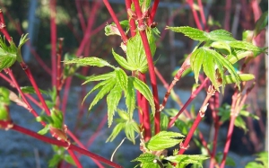 Coral bark japanese maple winter 800X500 jpeg