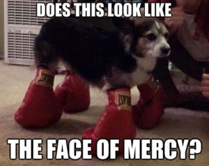 Animal caption with funny faces 700X556 jpeg