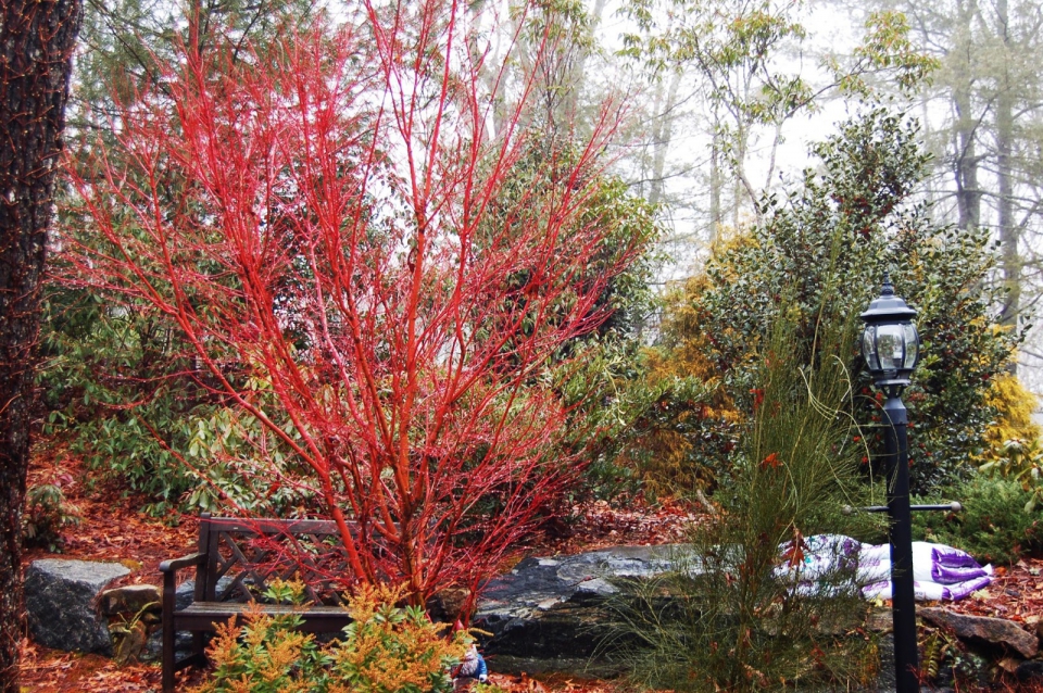 Coral bark maple tree height full size