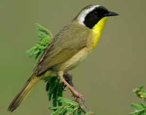 Common yellow throat bird 755X596 jpeg