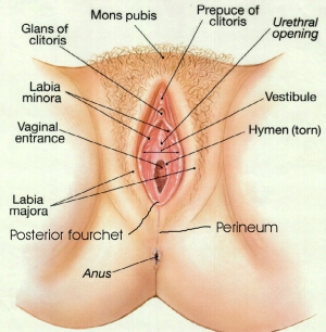 Vagina diagram 730X746 jpeg
