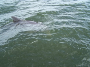 Tarpon bay sanibel island beach 550X412 jpeg
