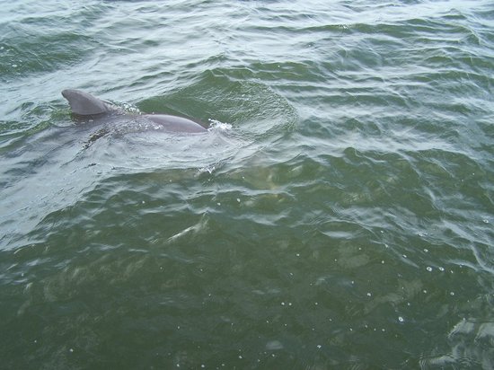 Tarpon bay sanibel island beach full size