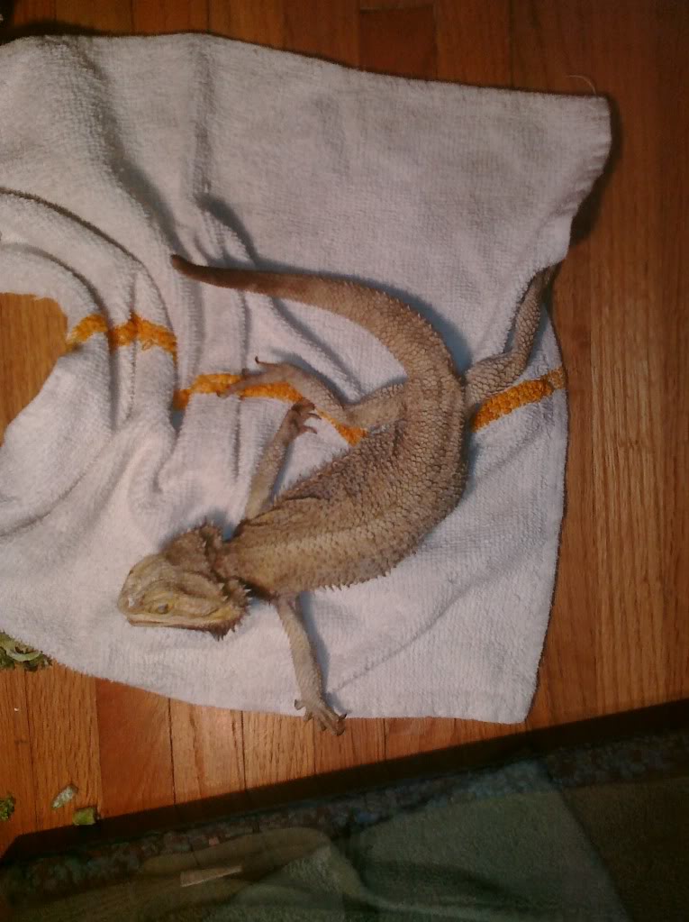 Skinny bearded dragon full size