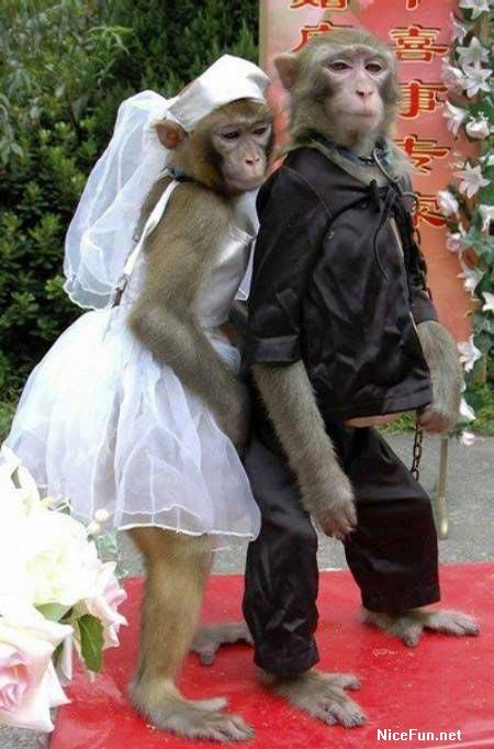 Funny pictures of monkeys getting married full size