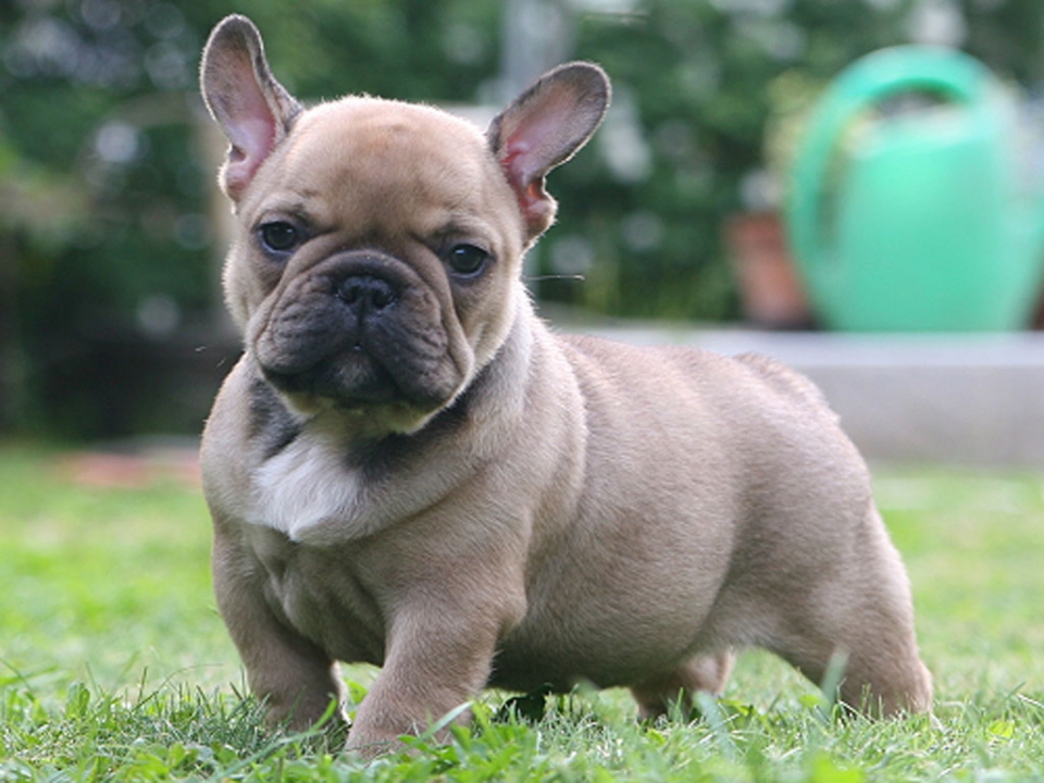 French bulldog puppy full size