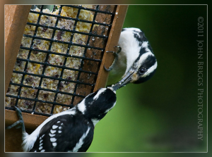 Fledgling hairy woodpecker 682X507 jpeg