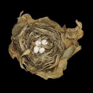 Beautiful pictures of yellow birds nests 400X400 jpeg