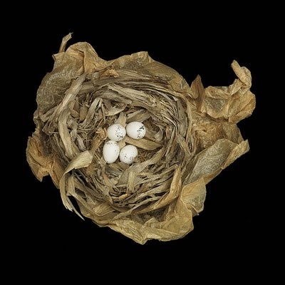 Beautiful pictures of yellow birds nests full size