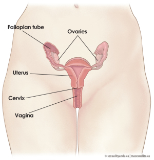 Anatomy of female body organs 688X719 jpeg