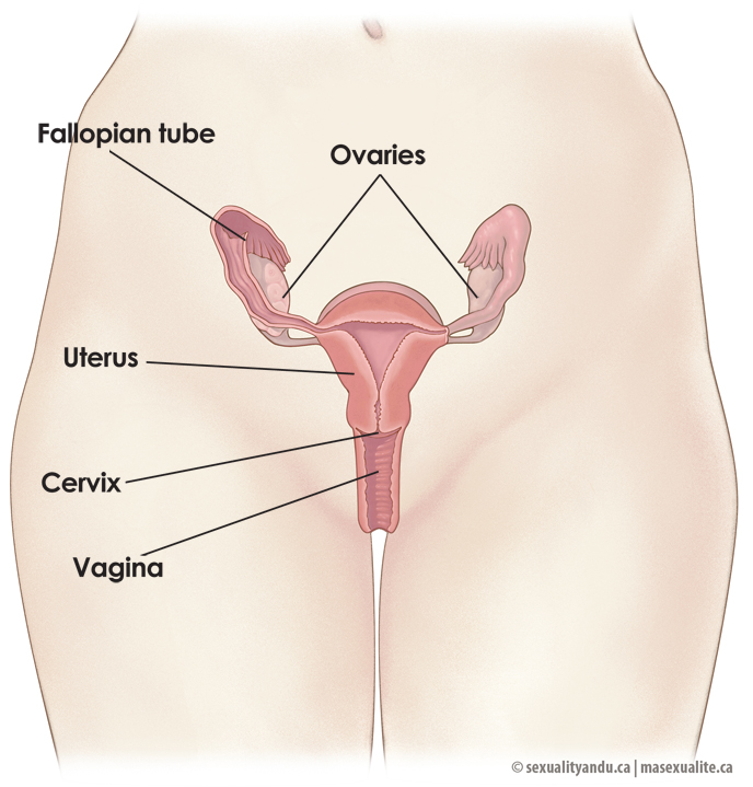 Anatomy of female body organs full size