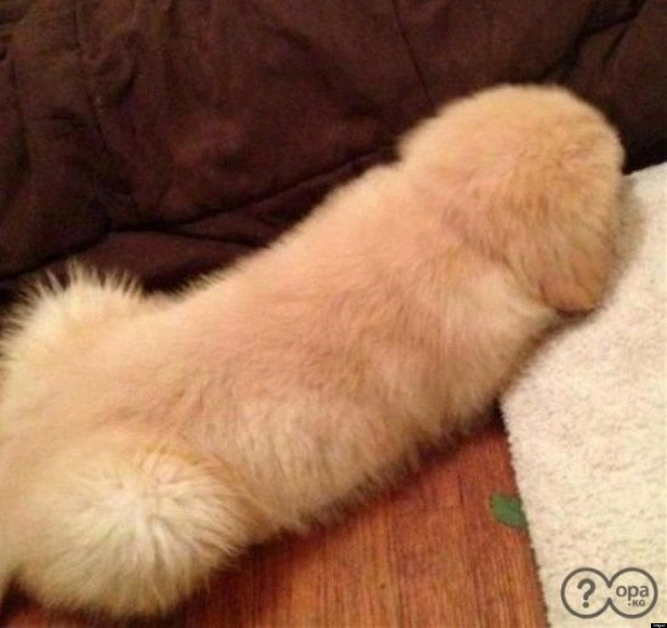 Dog looks like penis full size