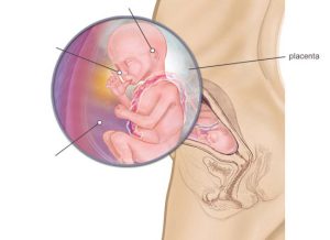 Fetus 21 weeks pregnant 550X400 jpeg