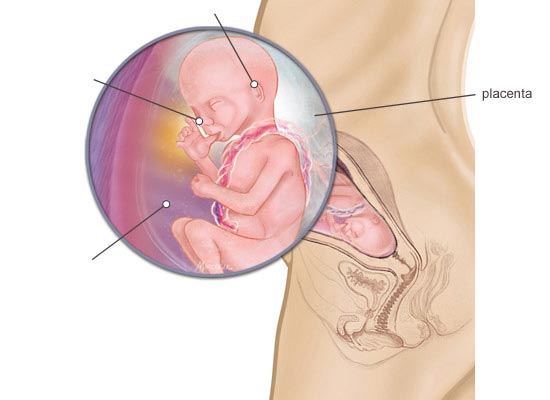Fetus 21 weeks pregnant full size
